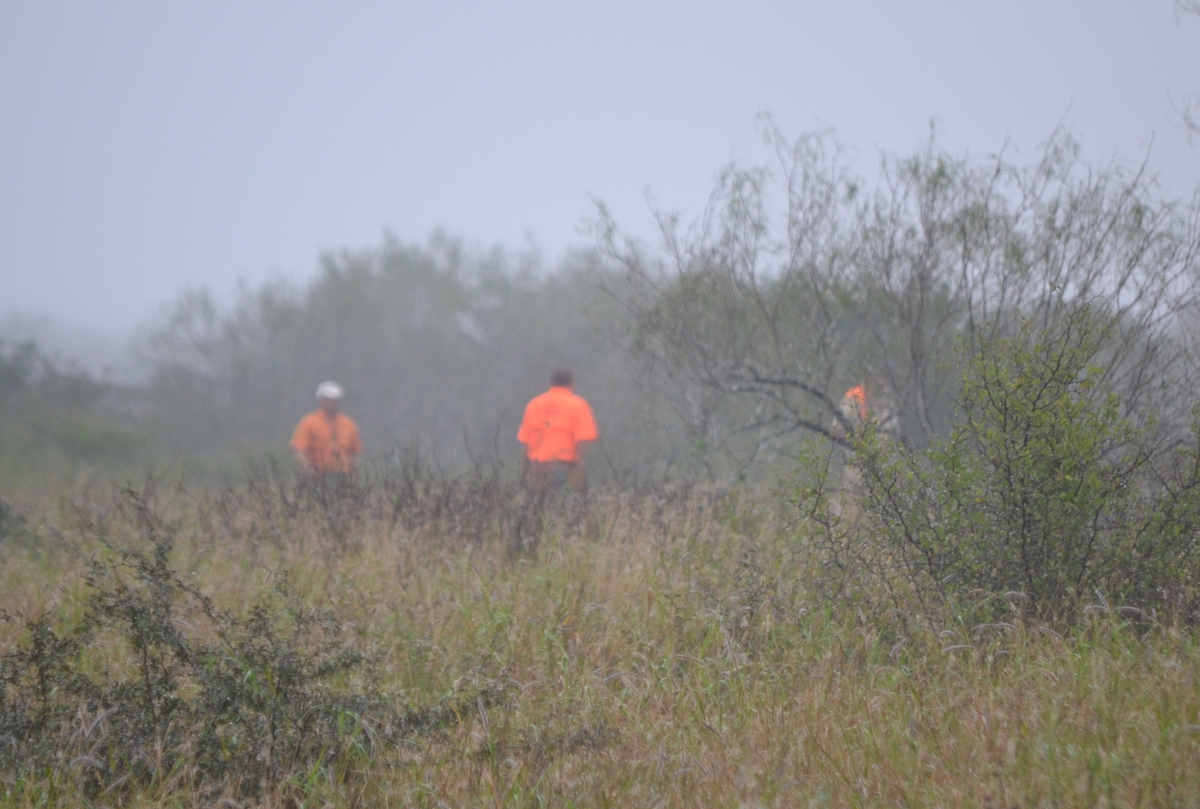 Quail Hunt Quail Hunt